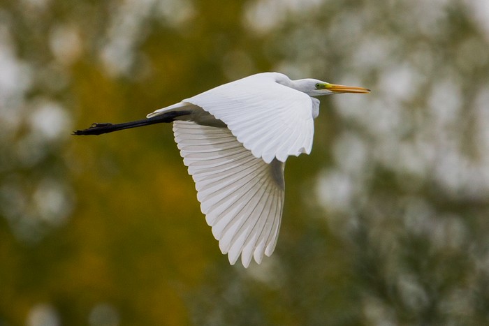 Great White Egret