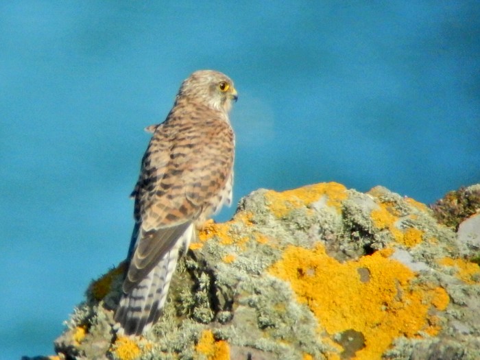 Kestrel