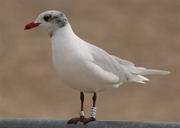 Mediterranean Gull