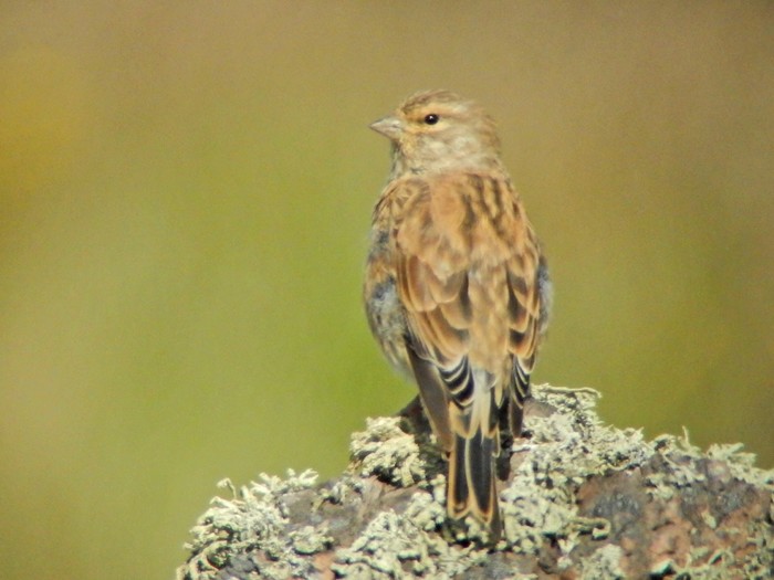 Linnet