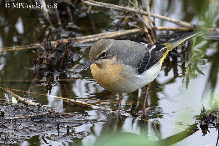 Grey Wagtail