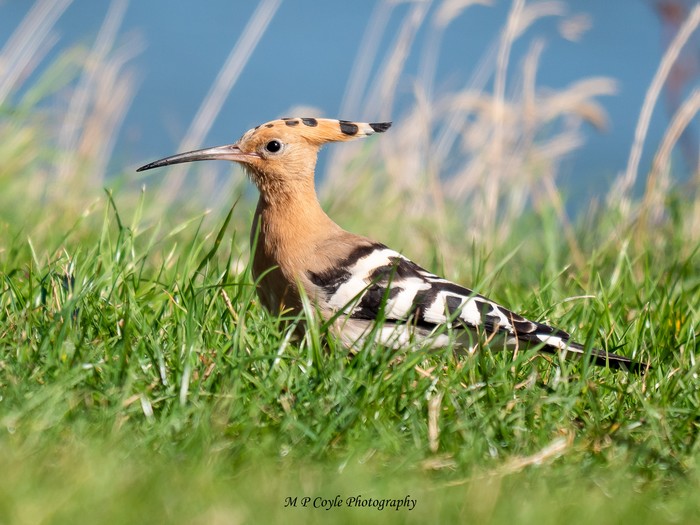 Hoopoe