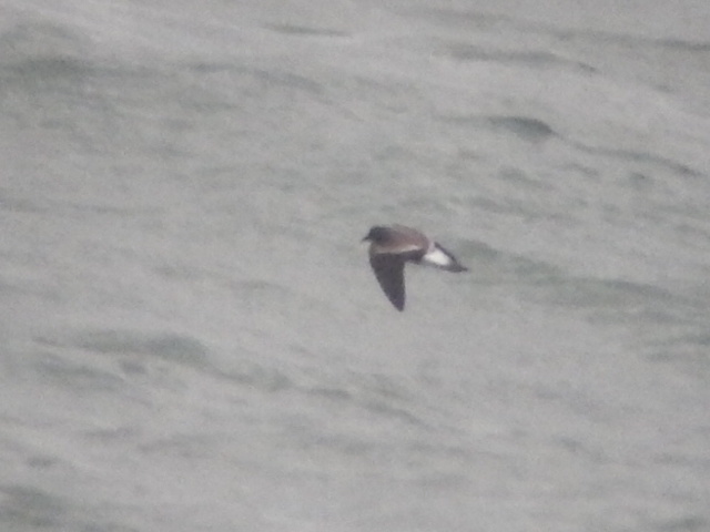 Leach's Petrel