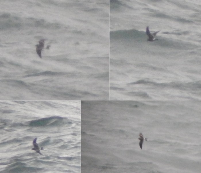 Leach's Petrel