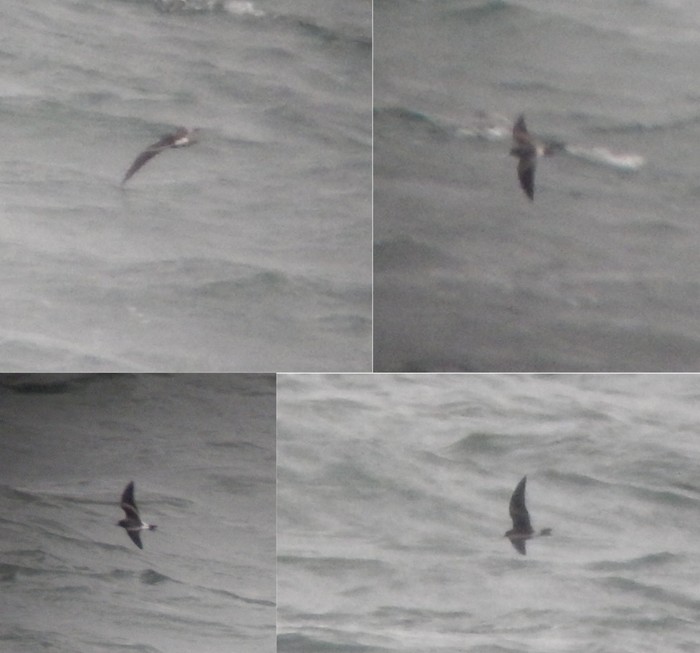 Leach's Petrel