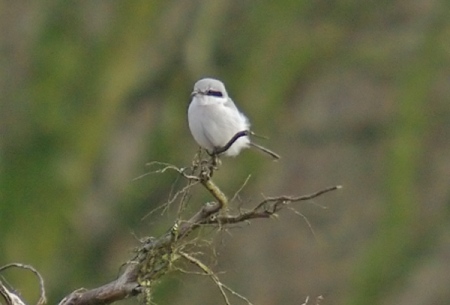 Great Grey Shrike