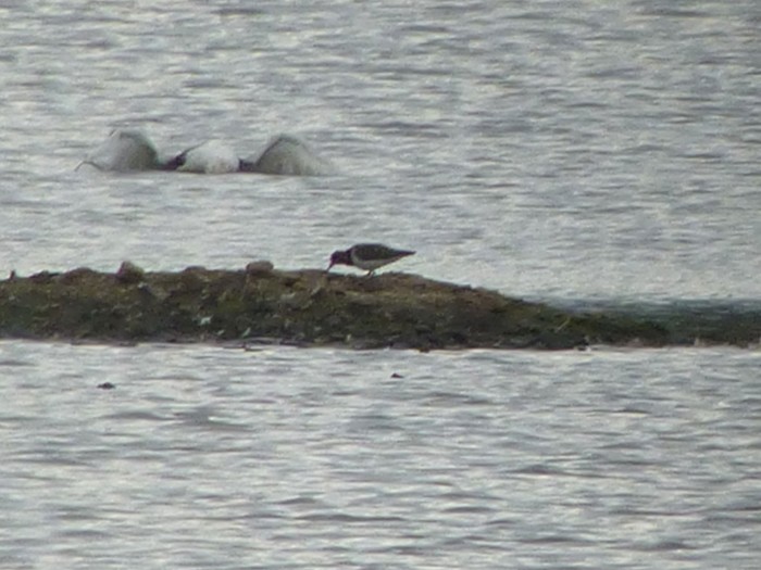 Turnstone