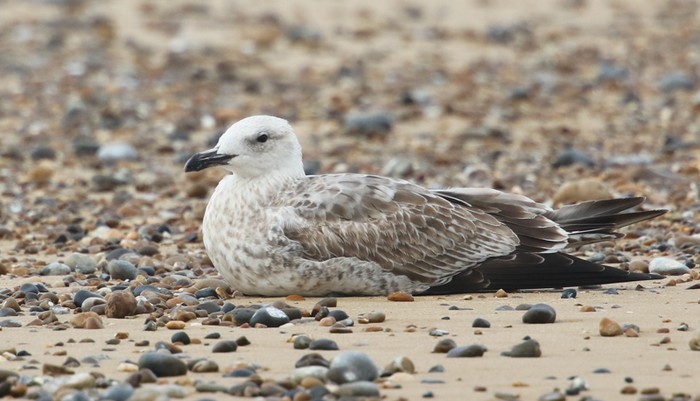 Caspian Gull