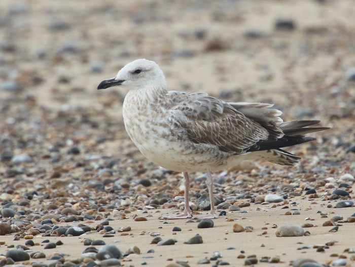 Caspian Gull