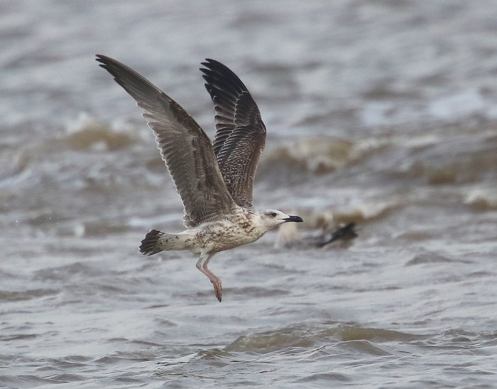 Yellow-legged Gull