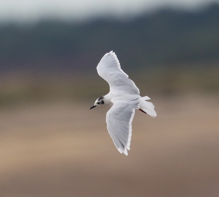 Little Gull