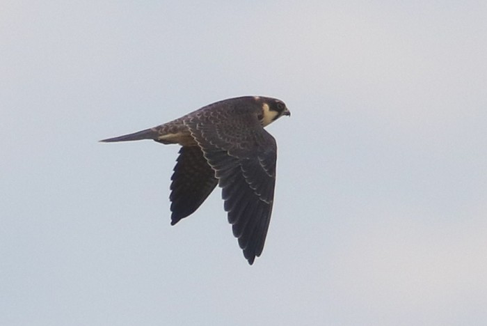 Hobby