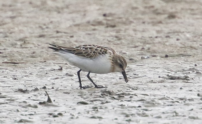 Little Stint