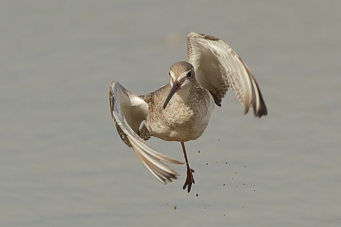 Spotted Redshank