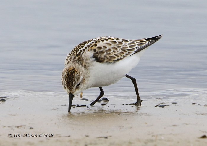 Little Stint