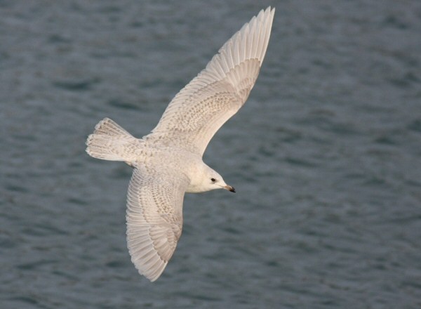 Iceland Gull