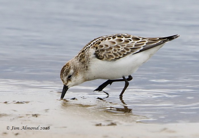 Little Stint