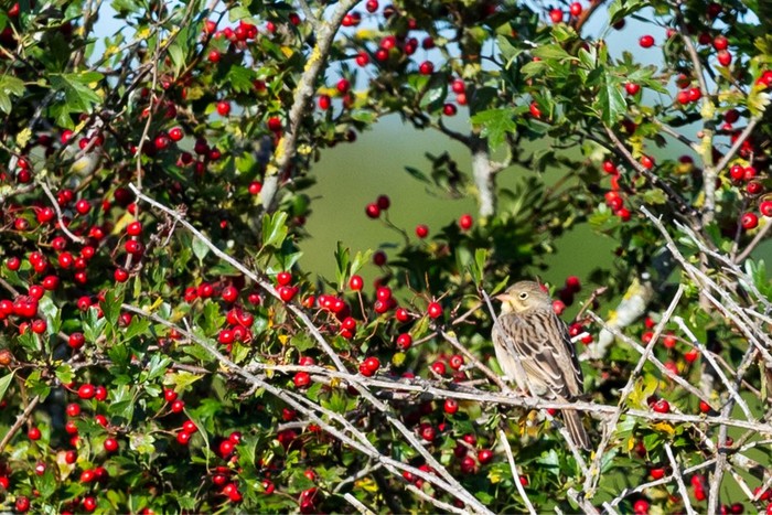 Ortolan Bunting