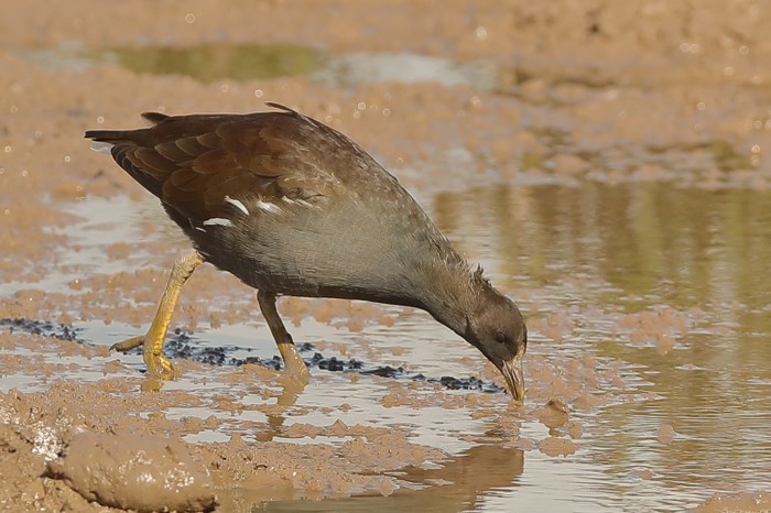 Moorhen