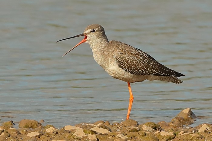 Spotted Redshank