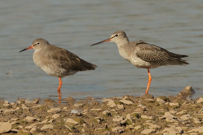 Spotted Redshank