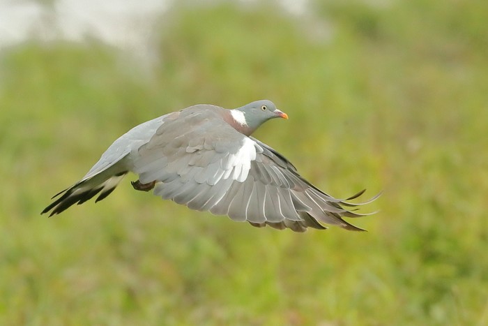 Woodpigeon