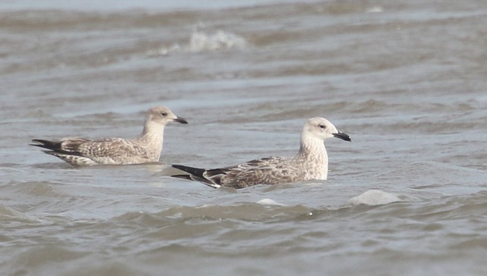 Caspian Gull