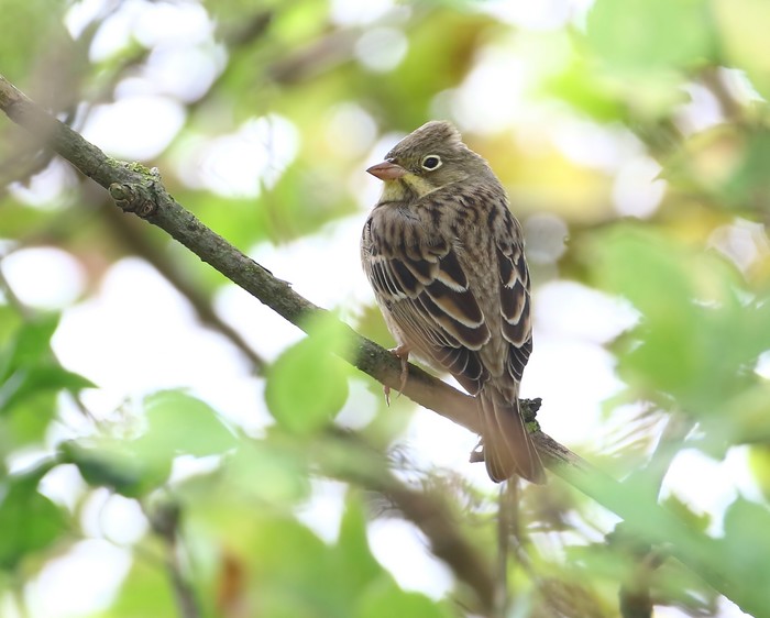 Ortolan Bunting