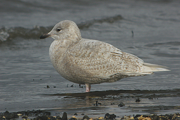 Iceland Gull