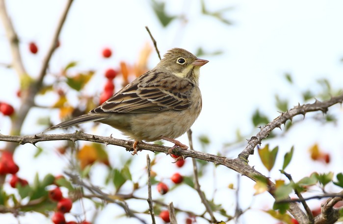 Ortolan Bunting