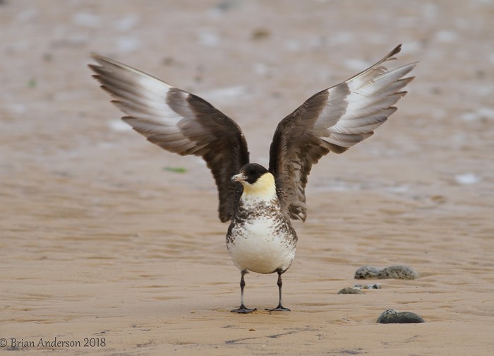 Pomarine Skua