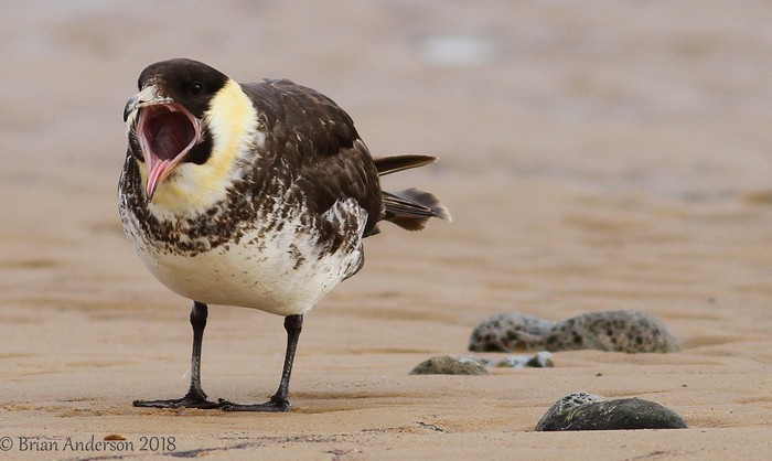 Pomarine Skua