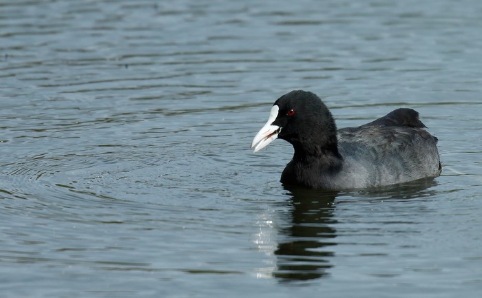 Coot