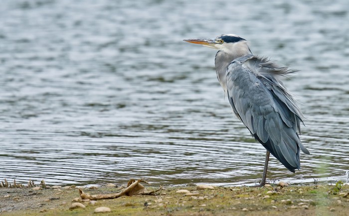 Grey Heron