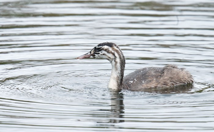 Great Crested Grebe