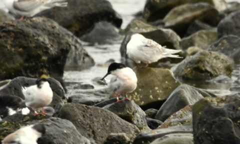 Roseate Tern