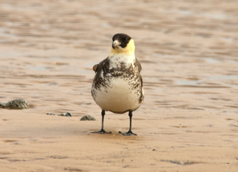 Pomarine Skua