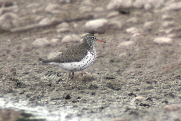 Spotted Sandpiper