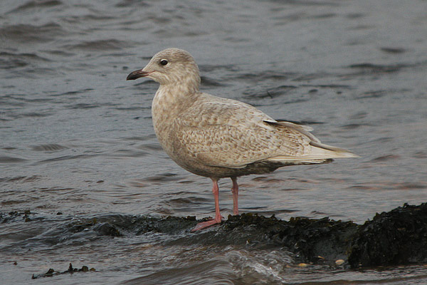 Iceland Gull