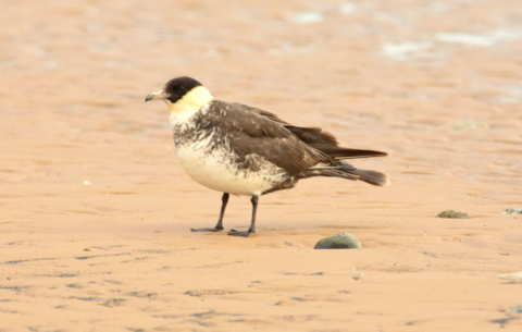Pomarine Skua