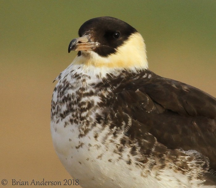Pomarine Skua