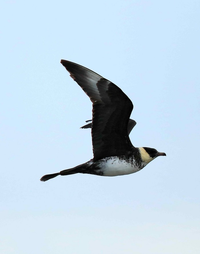 Pomarine Skua