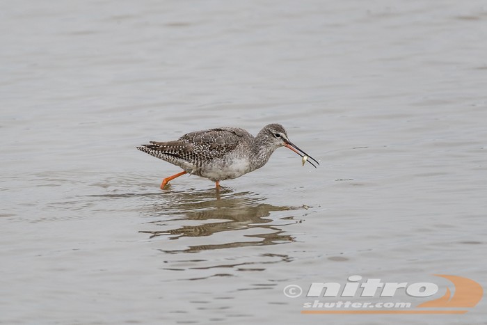 Spotted Redshank