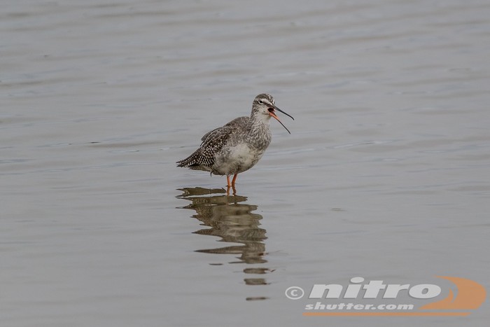 Spotted Redshank