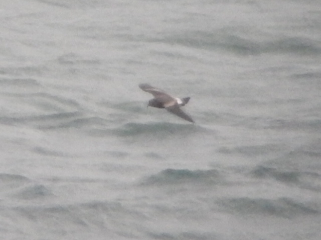 Leach's Petrel