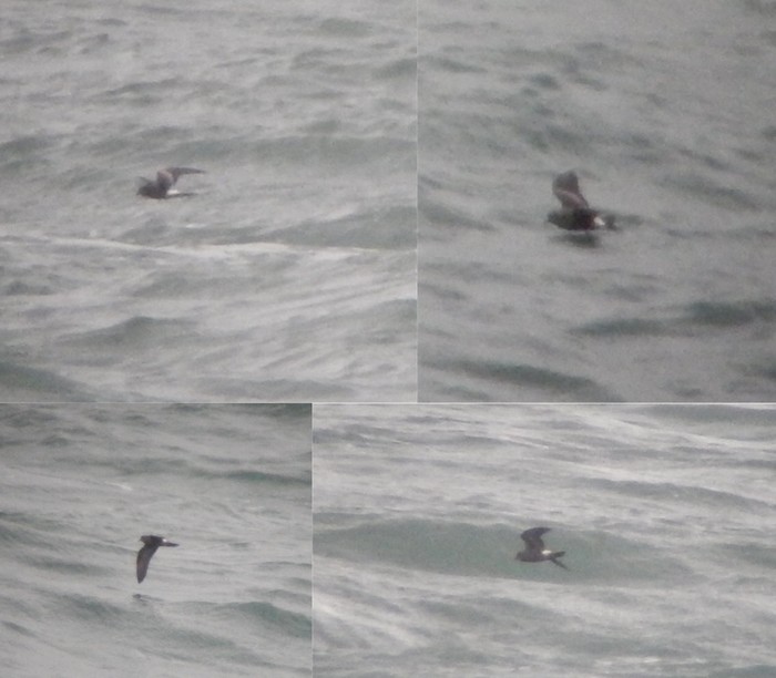 Leach's Petrel