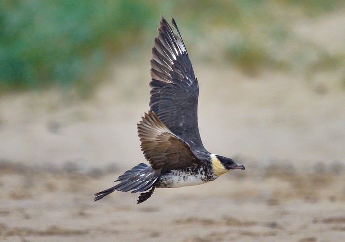 Pomarine Skua