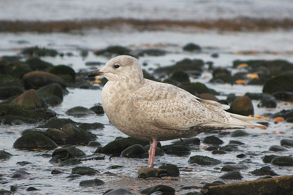 Iceland Gull