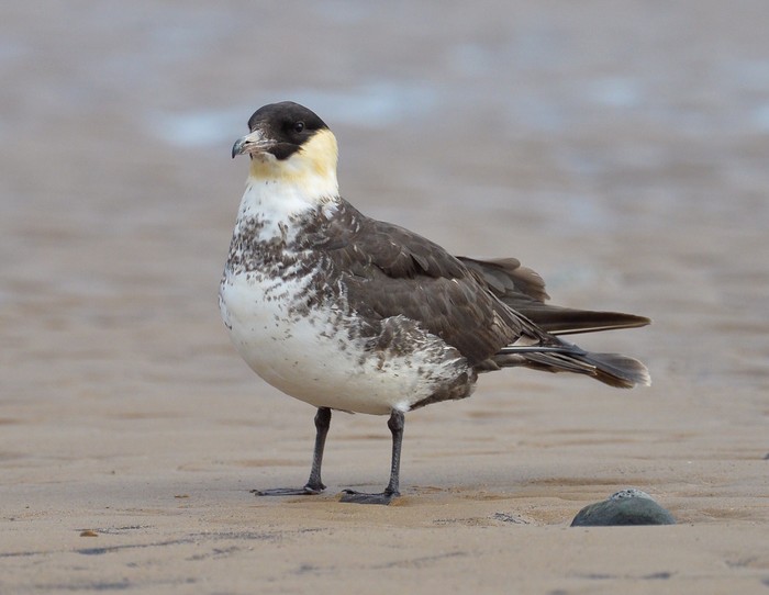 Pomarine Skua
