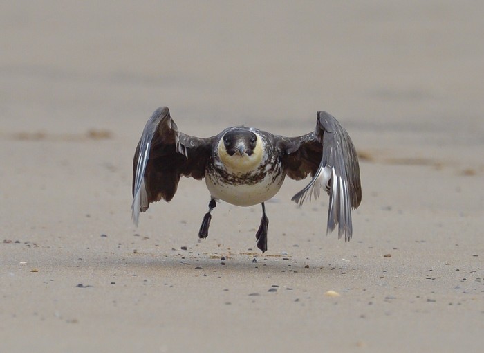 Pomarine Skua